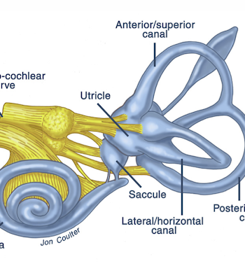 Vestibular system